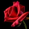 Donia Al dossary