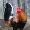 Erwin