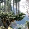 Kukuh Mulyadi