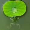 Sok Phy