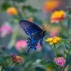 marineide Flores