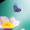 Rehan Uddin