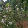 Rutuja Phadke