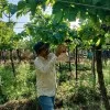 Shashikant Nishane