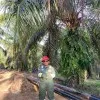 Oktarianto Tidar Pratama