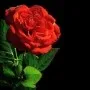 Muhabbat Bangash