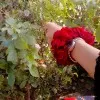 Noureen Sardar