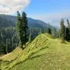 Fareha Shahid
