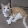 Nuno Mariachi