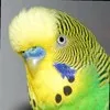 Joey Budgerigar