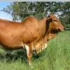 Ninshaba letricia