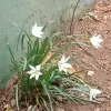 MANIMALA