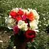 Anup Kumar
