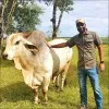 Naweed Mulla