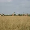 Kanyike Jonathan