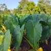 PT meta agro tani