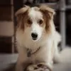 Fraggle The Dog