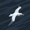 Ankomah Victor