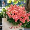 Wafaa Alfarra NPQH