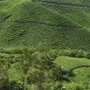 Eman Samih Elzaenin