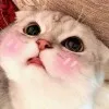 yooan lyzaa