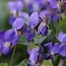 Violet Cutler
