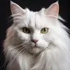 Princess Buttermilk