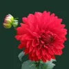 Sathya