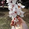 flora yao