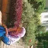 Rafiya