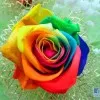 Rainbow Ho