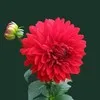 a chopra
