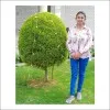 Chandu