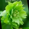 Shahin Ansari