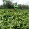 plant doctor njoroge