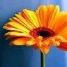 ahamed azmy