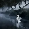 SANTOSH JAISWAL