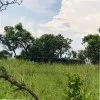 Lisansima