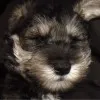 Bailey Pai