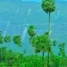 Kusa Lavan