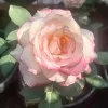 Diah Sekarsari