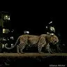 SACHIN Mhatre