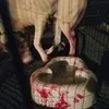 Steven Alicea