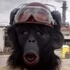 Bud Gorrilla