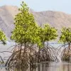 Mangroves Ecosystem