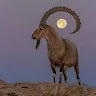 Ahmed Abdllh