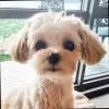 Simba Coco Kim