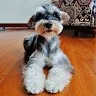 Iris Shi