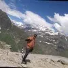 vinod