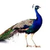 Karthikeyan